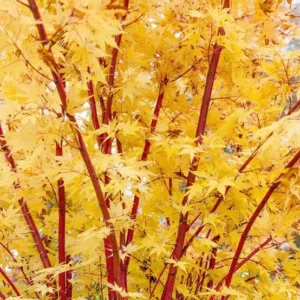 Acer palmatum 'Sango-Kaku', Coral Bark Maple, Japanese Maple 'Sango-Kaku', Acer palmatum 'Senkaki', Acer palmatum var. dissectum 'Sango-Kaku', Tree with fall color, Fall color, Attractive bark Tree, Peeling Bark