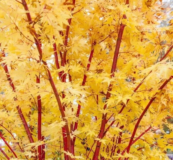 Acer palmatum 'Sango-Kaku', Coral Bark Maple, Japanese Maple 'Sango-Kaku', Acer palmatum 'Senkaki', Acer palmatum var. dissectum 'Sango-Kaku', Tree with fall color, Fall color, Attractive bark Tree, Peeling Bark