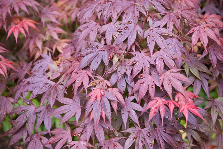 Acer palmatum 'Shaina', Japanese Maple Shainai, Tree with fall color, Fall color, Attractive bark Tree, Red leaves, Red Acer, Red Japanese Maple, Red Maple
