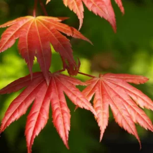 Acer shirasawanum 'Moonrise', Full Moon Maple 'Moonrise', Shirasawa Maple 'Moonrise', Acer shirasawanum 'Munn 001', Japanese Maples, Fall Color