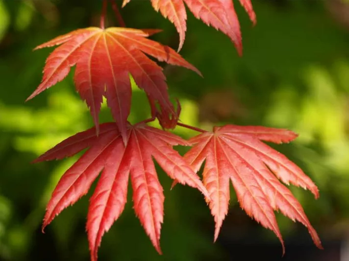 Acer shirasawanum 'Moonrise', Full Moon Maple 'Moonrise', Shirasawa Maple 'Moonrise', Acer shirasawanum 'Munn 001', Japanese Maples, Fall Color