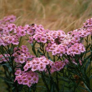 Achillea sibirica subsp. camschatica 'Love Parade', Achillea 'Love Parade', 'Love Parade' Yarrow, summer perennial, drought tolerant perennial, pink flowers