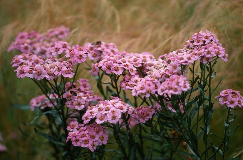 Achillea sibirica subsp. camschatica 'Love Parade', Achillea 'Love Parade', 'Love Parade' Yarrow, summer perennial, drought tolerant perennial, pink flowers