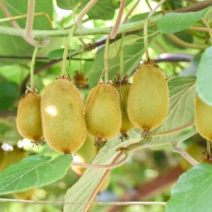 Actinidia deliciosa, Kiwifruit, Kiwi Fruit, Chinese Gooseberry, Smooth-skinned Kiwifruit, Yangtao, Vines, Climbers, Kiwi Vine