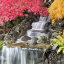 Acer, Acer palmatum, acer palmatum dissectum, Japanese Maple, Winter bark, Spring foliage, spring color, Fall color, Fall Foliage, Drama Trees