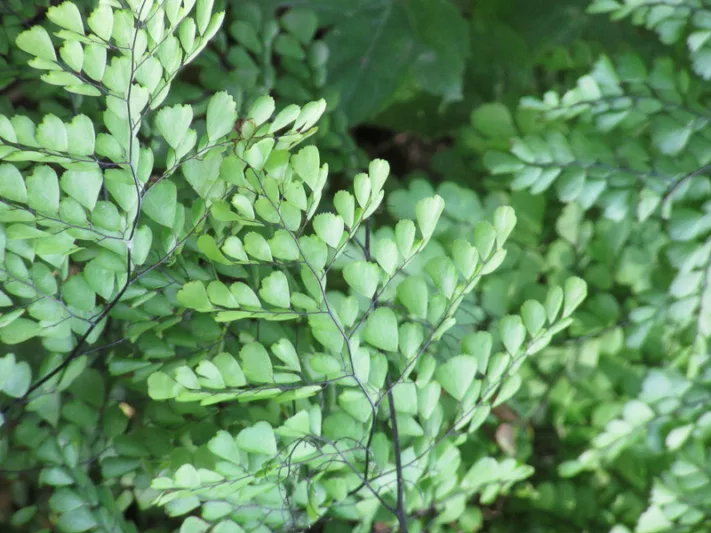 Adiantum venustum,Himalayan Maidenhair Fern, Evergreen Maidenhair, Evergreen Fern, Shade plants, shade perennial, plants for shade, plants for wet soil