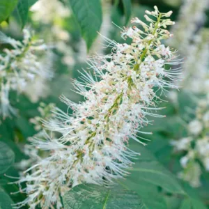 Aesculus Parviflora, Bottlebrush Buckeye, Dwarf Buckeye, Dwarf Horse Chestnut, White Flowers, Shade Plant, Plants for Shade,