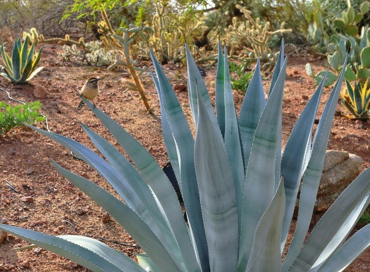 Agave Americana franzosinii フランゾシニー #21 Agave Americana franzosinii フランゾシニー #21 アガベ