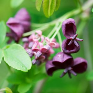 Akebia quinata, Chocolate Vine, Five-Leaf Akebia, Raisin Vine, Fragrant shrub, Fragrant Vine, Red flowers