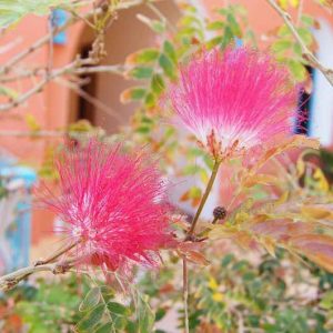 Albizia julibrissin f. rosea, Albizia julibrissin, Silk Tree, Pink Silk Tree, Mimosa, Albizia julibrissin 'Rosea', deciduous shrub, pink flowers, fragrant shrub