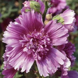Alcea rosea 'Queeny Purple', Hollyhock 'Queeny Purple', Tall Perennial, Purple flowers, Purple Alcea, Purple Hollylock, Double Alcea