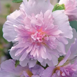 Alcea rosea 'Spring Celebrities Lilac', Hollyhock 'Spring Celebrities Lilac', Tall Perennial, Lilac flowers, Lilac Alcea, Lilac Hollylock, Double Alcea, Lavender Flowers, Lavender Alcea, Lavender Hollyhock