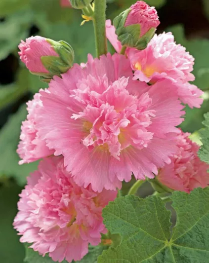 Alcea rosea 'Spring Celebrities Pink', Hollyhock 'Spring Celebrities Pink', Tall Perennial, Pink flowers, Pink Alcea, Pink Hollylock, Double Alcea