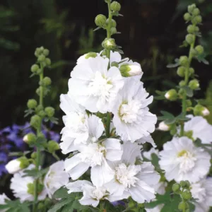 Alcea rosea 'Spring Celebrities White', Hollyhock 'Spring Celebrities White', Tall Perennial, White flowers, White Alcea, White Hollylock, Double Alcea