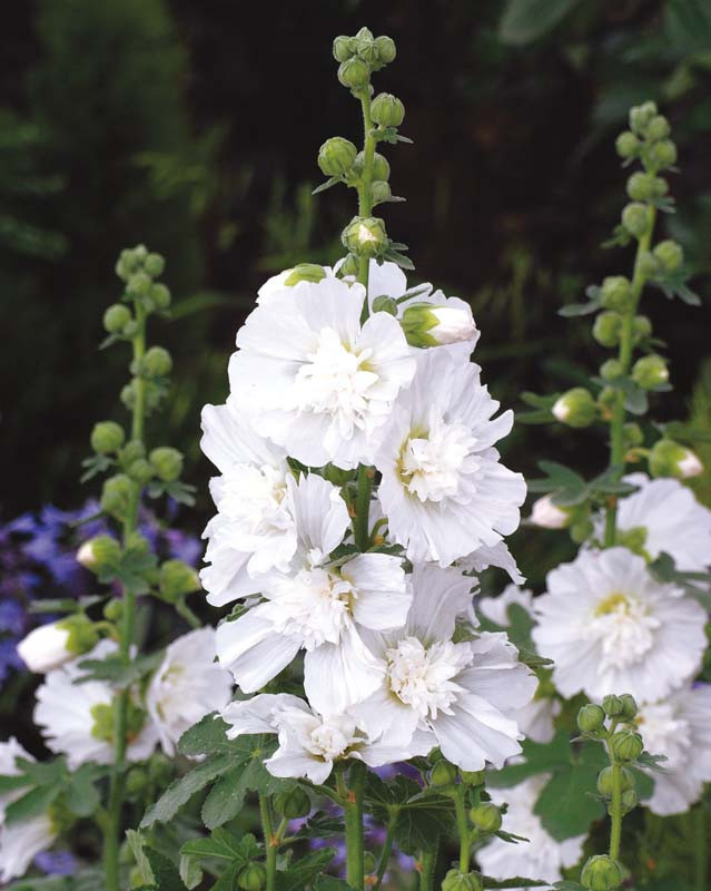 Alcea rosea 'Spring Celebrities White' (Hollyhock)