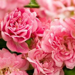 39 Best Red Roses To Grow In Your Garden