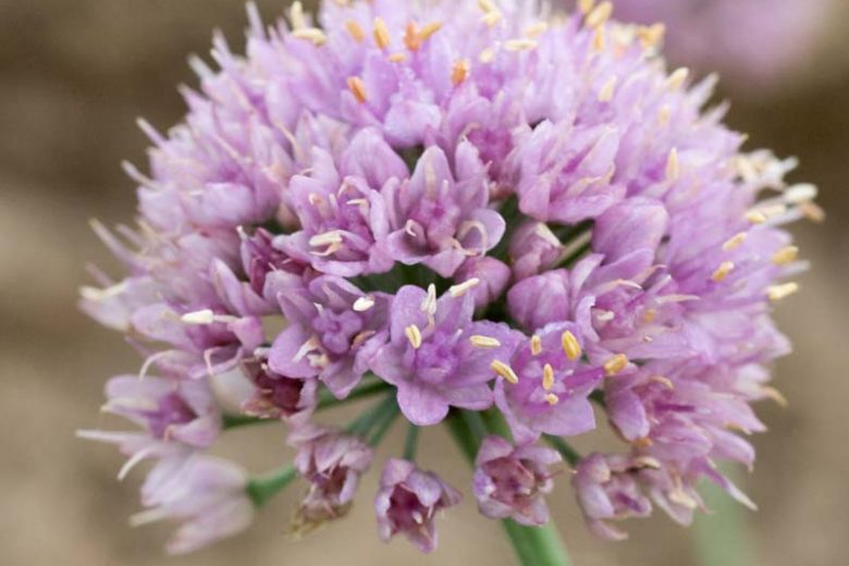 Allium senescens 'Blue Eddy', Allium'Blue Eddy', Ornamental Allium, Purple flowers, Summer Purple Flowers