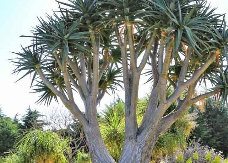 Aloe 'Hercules', Hercules Aloe, Aloidendron 'Hercules', Drought tolerant, Tree Aloe, Hardy succulent