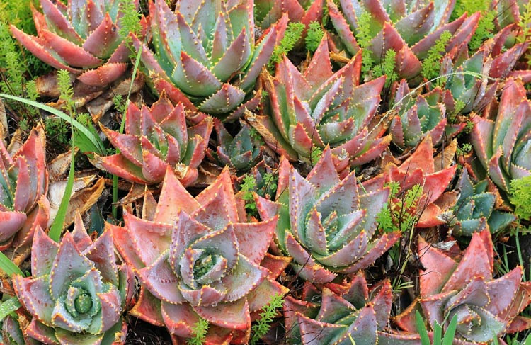 Aloe brevifolia,Short-Leaf Aloe, Short-Leaved Aloe, Red flowers