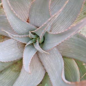 Aloe hereroensis, Sand Aloe, Aloe orpeniae, Yellow flowers, Succulents, Aloes, Drought tolerant plants