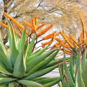 Aloe marlothii, Mountain Aloe, Flat-flowered Aloe, Orange flowers, Succulents, Aloes, Drought tolerant plants, Spiny Aloe