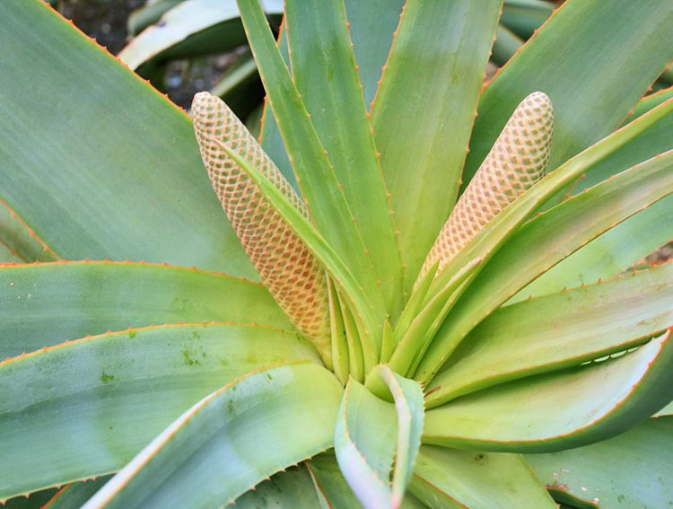 Aloe speciosa (Tilt-Head Aloe)