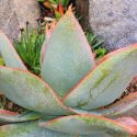 Aloe striata, Coral Aloe,Orange flowers, Succulents, Aloes, Drought tolerant plants