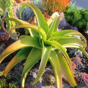 AAloe vanbalenii, Van Balen's Aloe, Octopus Aloe, Orange flowers, Yellow flowers Succulents, Aloes, Drought tolerant plants