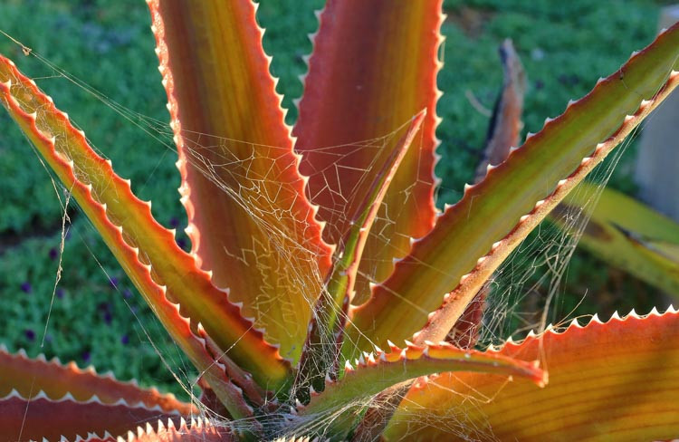 Aloe vaombe, Malagasy Tree Aloe, Orange flowers, Succulents, Aloes, Drought tolerant plants