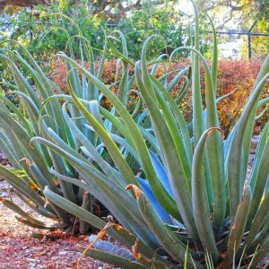 Agave vilmoriniana,Octopus Agave, Yellow flowers, drought tolerant plant, evergreen plant