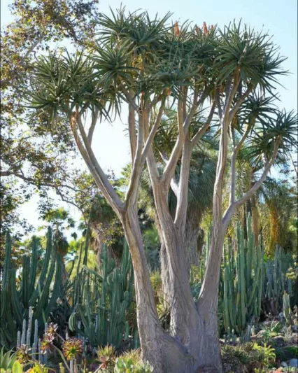 Aloidendron barberae, Tree Aloe, Aloe bainesii, Aloe barberae, Hardy succulent