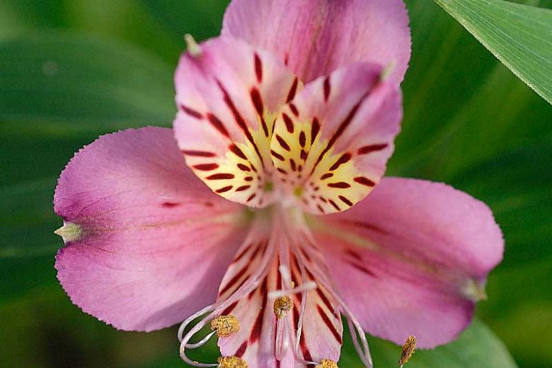 Alstroemeria 'Mauve Majesty', Peruvian Lily 'Mauve Majesty', Lily of the Inca 'Mauve Majesty', Parrot Lily 'Mauve Majesty', Pink Lily, Pink Peruvian Lily, Pink Alstroemeria, Lily flower, Lily Flower