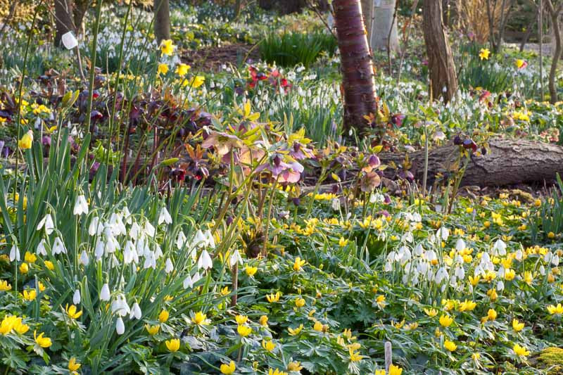 An Exciting Idea For Your Early Spring Garden