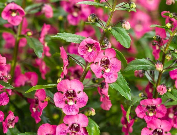 Angelonia 'Angelface Perfectly Pink', Summer Snapdragon 'Angelface Perfectly Pink', Angelface Perfectly Pink Summer Snapdragon, Angelonia hybrid 'ANWEDG116', Pink Angelonia, Pink Flowers