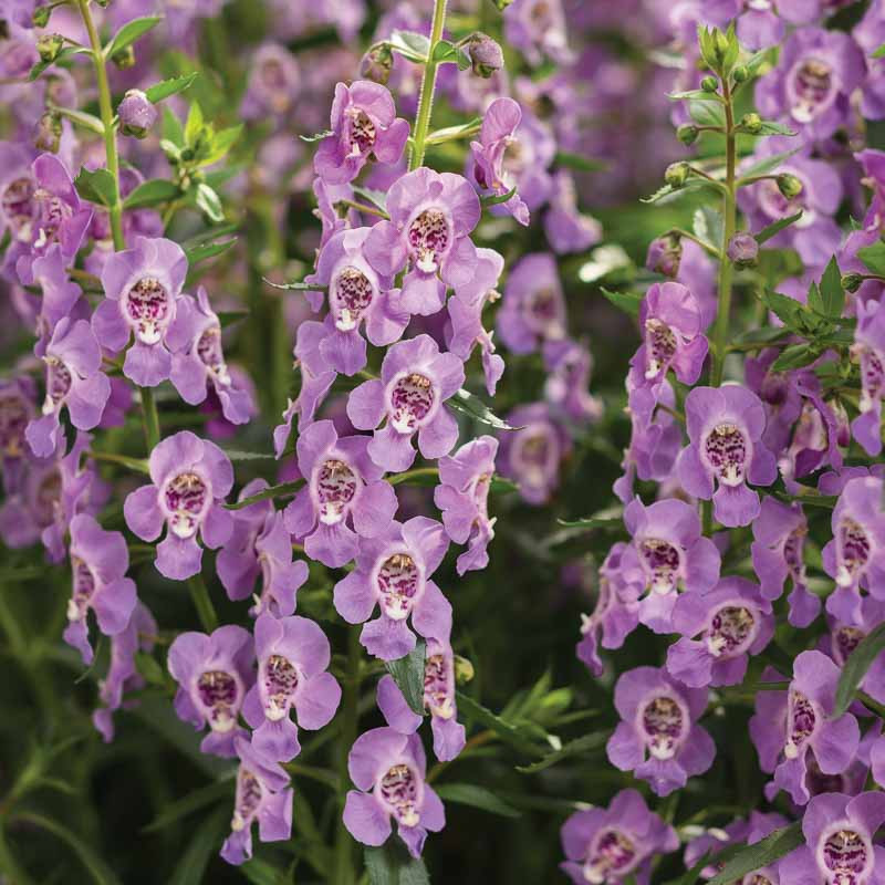 Angelonia 'Angelface Steel Blue' (Summer Snapdragon)