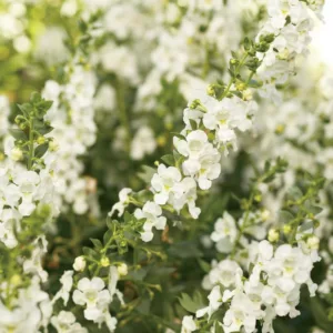 Angelonia 'Angelface White', Summer Snapdragon 'Angelface White', Angelface White Summer Snapdragon, White Angelonia, White Flowers
