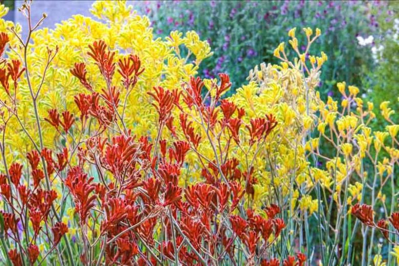 Anigozanthos, Kangaroo Paw, Drought tolerant flowers, Orange flowers, Red flowers, Yellow Flowers, Pink flowers