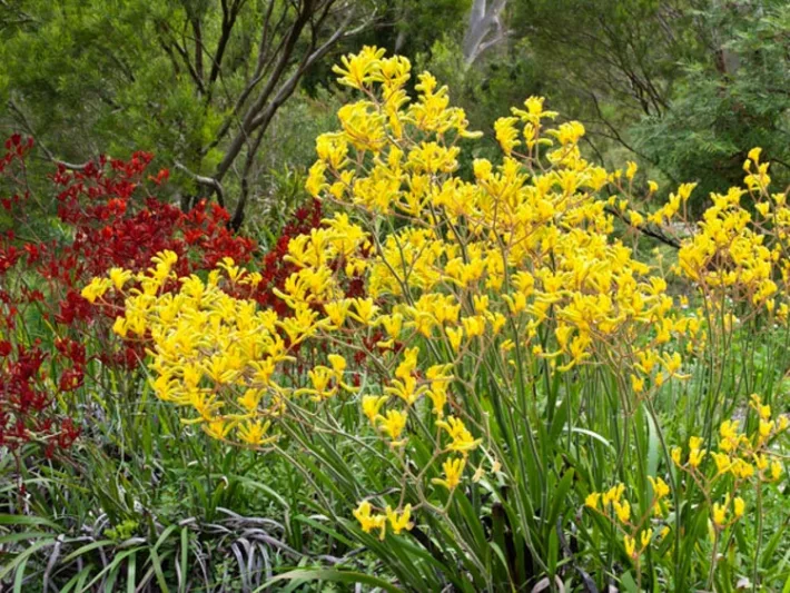 Anigozanthos flavidus, Kangaroo Paw, Drought tolerant flowers, Orange flowers, Red flowers, Yellow Flowers, Pink flowers