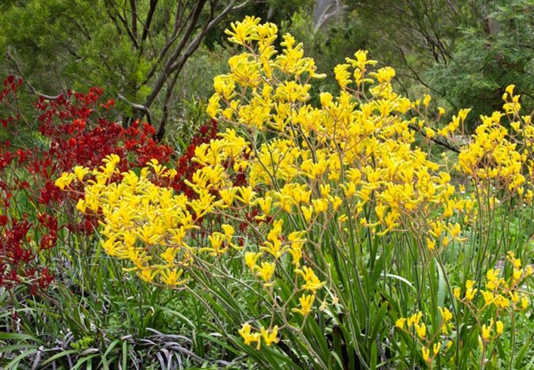 Anigozanthos flavidus, Kangaroo Paw, Drought tolerant flowers, Orange flowers, Red flowers, Yellow Flowers, Pink flowers
