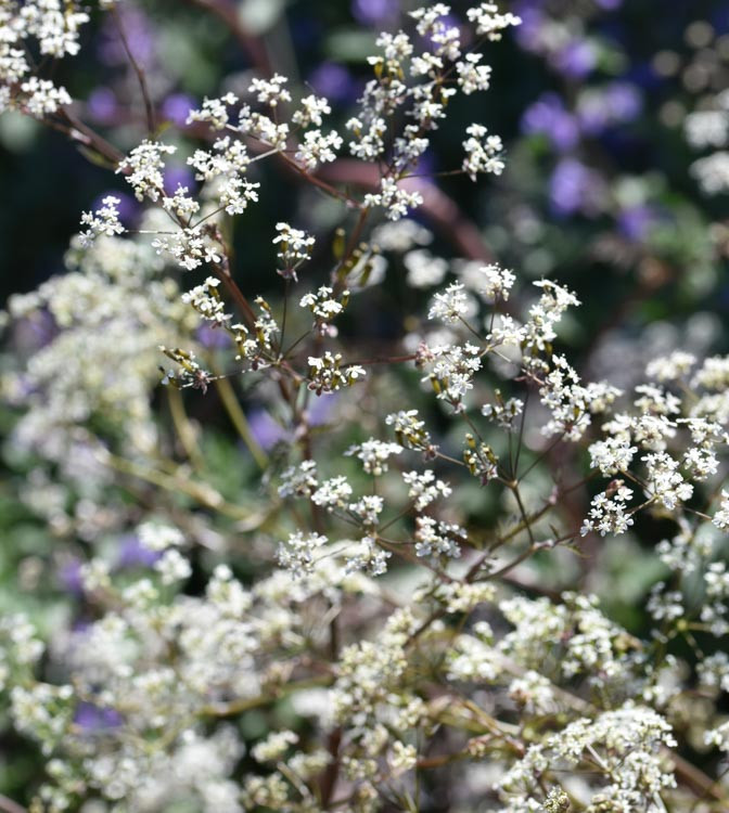 Anthriscus sylvestris 'Ravenswing' (Cow Parsley)