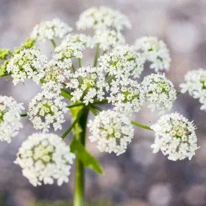 Anthriscus sylvestris,Cow Parsley, Cow Weed, Deil's Meal, Keck, Mock Chervil, Orchard Weed, Queen Anne's Lace,  Wild Caraway,  Wild Chervil, Wild Parsley, White Flowers, perennial plants, long-lasting flowers