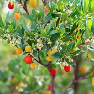 Arbutus unedo,Strawberry Tree, Cane Apple, Dalmatian Strawberry, Killarney Strawberry Tree, Evergreen Shrubs, White flowers, Pink flowers, Red Fruits, Yellow Fruits, drought tolerant flowers, Flowering Tree