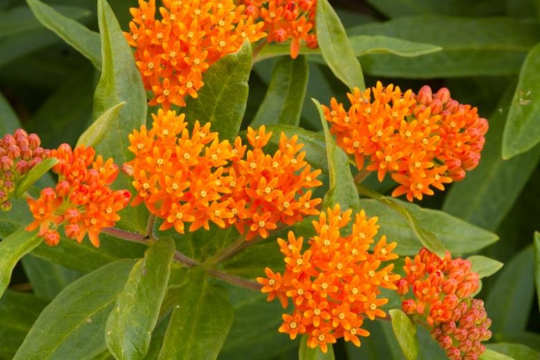 Asclepias Tuberosa, (Butterfly Weed), Butterfly Flower, Butterfly Root, Butterfly Weed, Chieger Flower, Flux Root, Indian Paintbrush, Indian Potato, Orange Root, Pleurisy Root, Swallow Root, Tuber Root, White Root, Wind Root, Windward Root, summer perennial, drought tolerant perennial, orange flowers, yellow flowers