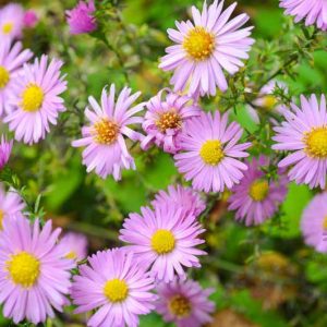 Aster 'Wood's Pink', New York Aster 'Wood's Pink', Michaelmas Daisy 'Wood's Pink', Symphyotrichum 'Wood's Pink', Pink Aster, Aster dumosus 'Wood's Pink'