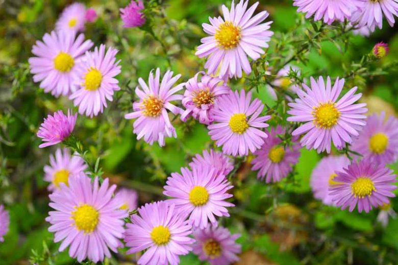 Aster 'Wood's Pink', New York Aster 'Wood's Pink', Michaelmas Daisy 'Wood's Pink', Symphyotrichum 'Wood's Pink', Pink Aster, Aster dumosus 'Wood's Pink'