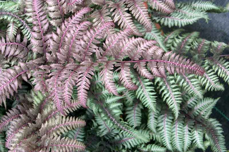 Japanese painted fern 'Burgundy Lace' in a shade garden