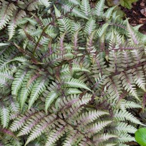 Athyrium Niponicum var. Pictum,Painted Lady Fern, Shade plants, shade perennial, plants for shade, plants for wet soil