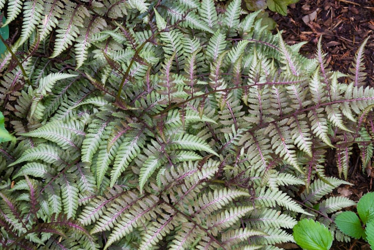 Athyrium Niponicum var. Pictum,Painted Lady Fern, Shade plants, shade perennial, plants for shade, plants for wet soil