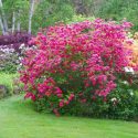 Deciduous Azaleas, Evergreen Azaleas, Lepidote Rhododendrons, Elepidote Rhododendrons, Rhododendrons, Evergreen Shrubs, Flowering Shrubs