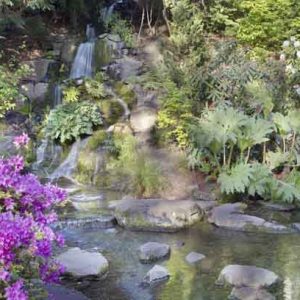 Small Azaleas, Small Rhododendrons, Small Deciduous Azaleas, Small Evergreen Azaleas, Rock Gardens